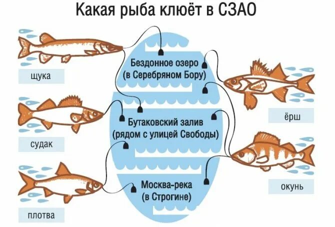 На что клюет рыба. Какая рыба на что ловится. Какая рыба клюет на хлеб. Рыба не ловится. Какая рыба лучше ловится