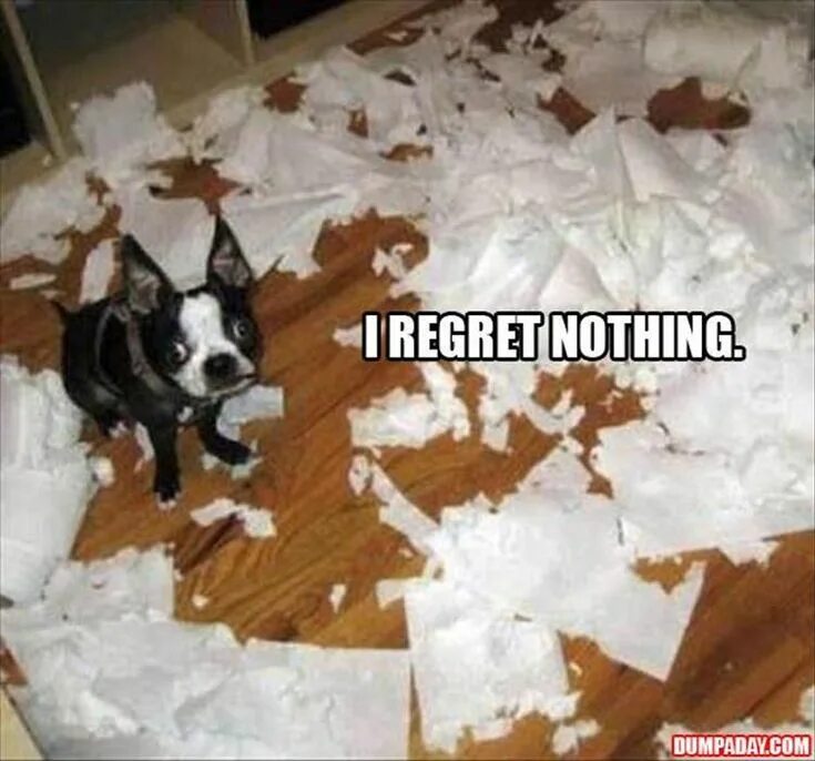 Nothing dog