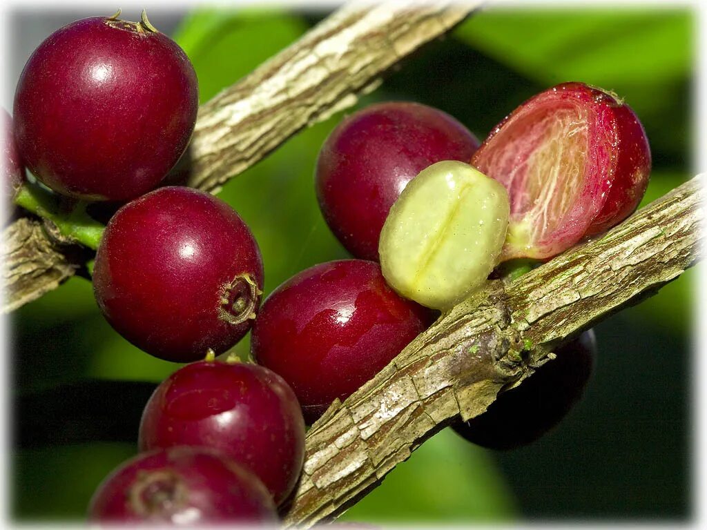 Кофейные плоды. Кофейная ягода. Плоды кофейного дерева. Спелые кофейные ягоды. Ягоды кофейного дерева.