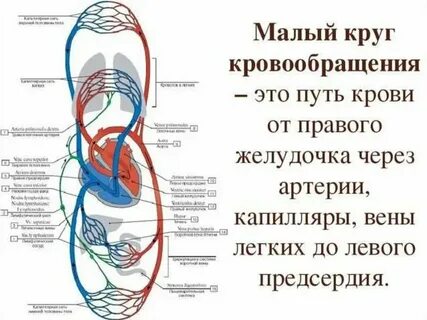 Укажите правильную последовательность сосудов