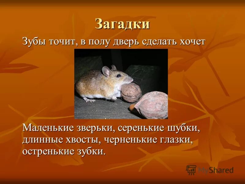 маленький рост длинный хвост серая шубка острые зубки кто это. маленькие зверьки длинные хвосты серенькие шубки. загадка про мышь для детей. маленькие зверьки длинные хвосты серенькие шубки. маленький рост длинный хвост серая шубка.