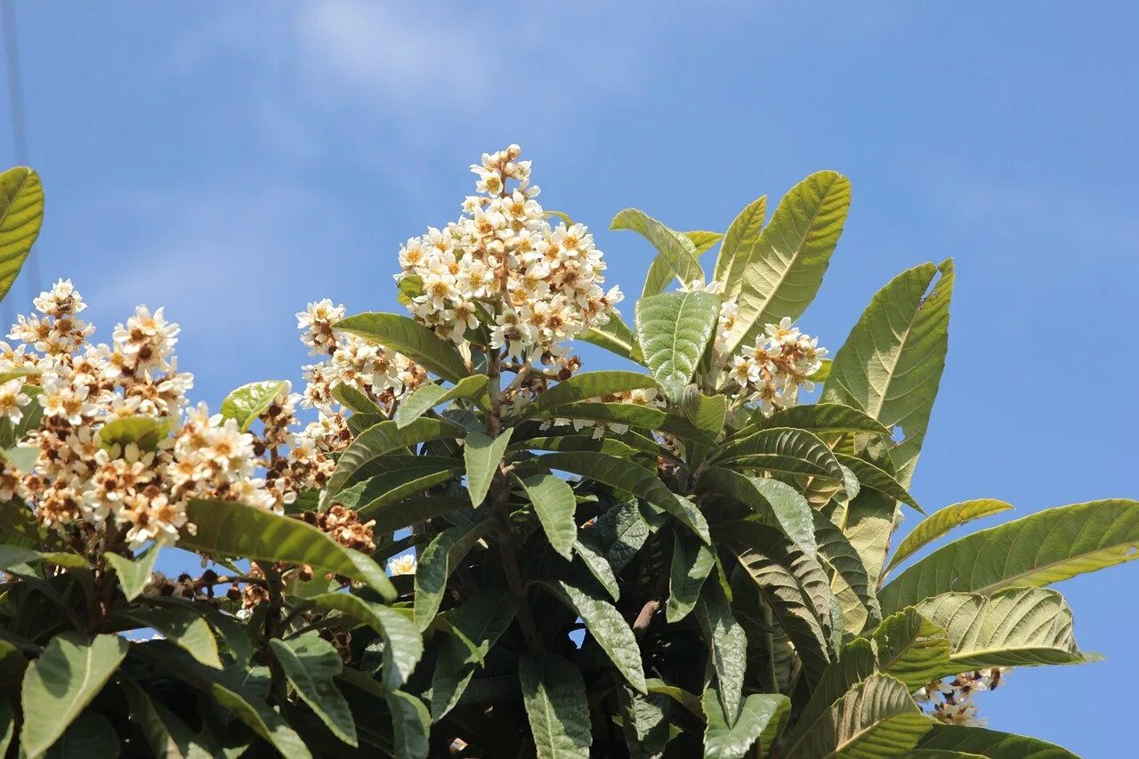 мушмула цветет. цветущая мушмула. мушмула цветение. мушмула германская цветет. мушмула цветет.