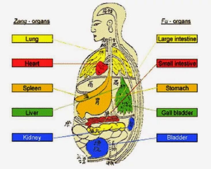 Китайская медицина органы. Органы Цзан и фу. Органы Чжан и фу. Органы Инь. Органы в китайской медицине.