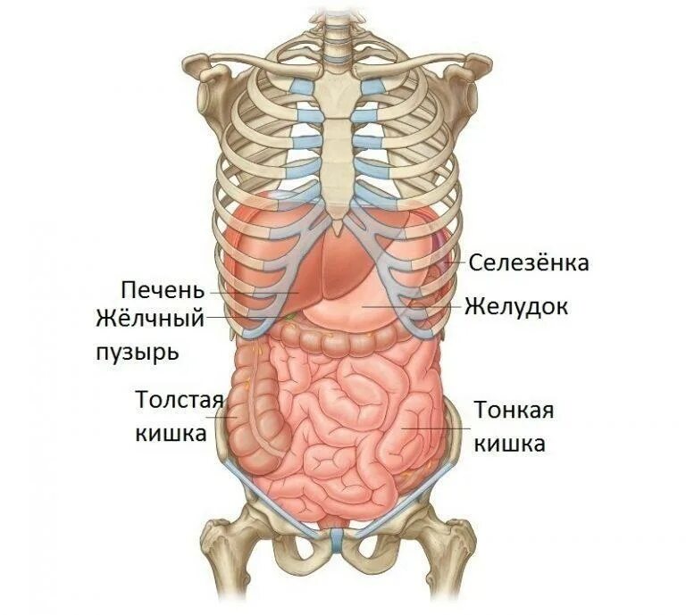 Внутренняя часть живота. Анатомия брюшной полости с ребрами. Анатомия человека внутренние органы брюшной полости. Схема расположения органов человека в брюшной полости. Анатомический атлас органы брюшной полости.