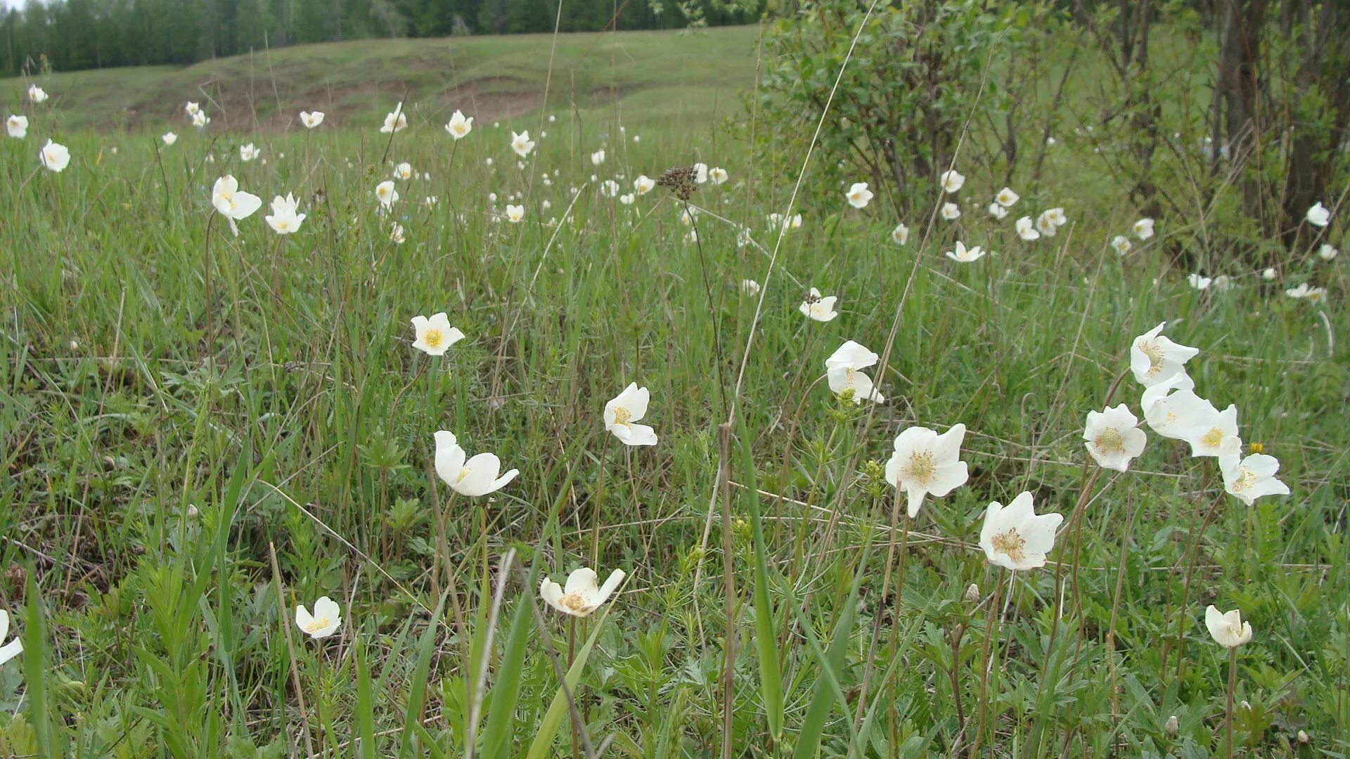 Растения саха якутия. Купальницы картина. Ясколка луговая. Saxifraga hispidula,. Ясколка даурская.