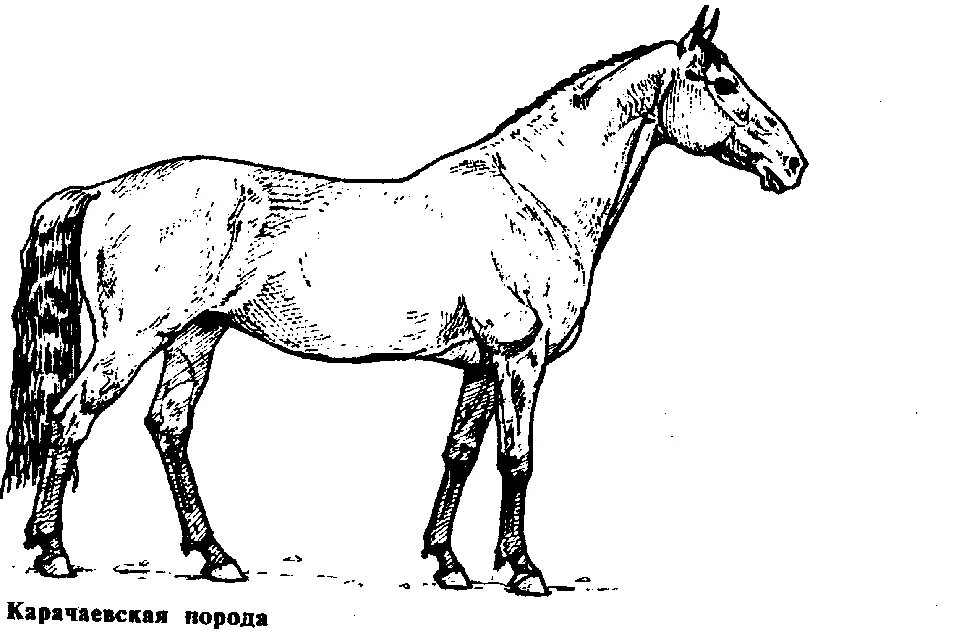 Стандарт породы кабардинская фрагмент. Карачаевская лошадь породы лошадей. Кабардинская порода лошадей. Рисунок карачаевской лошади. Породы лошадей рисунок.