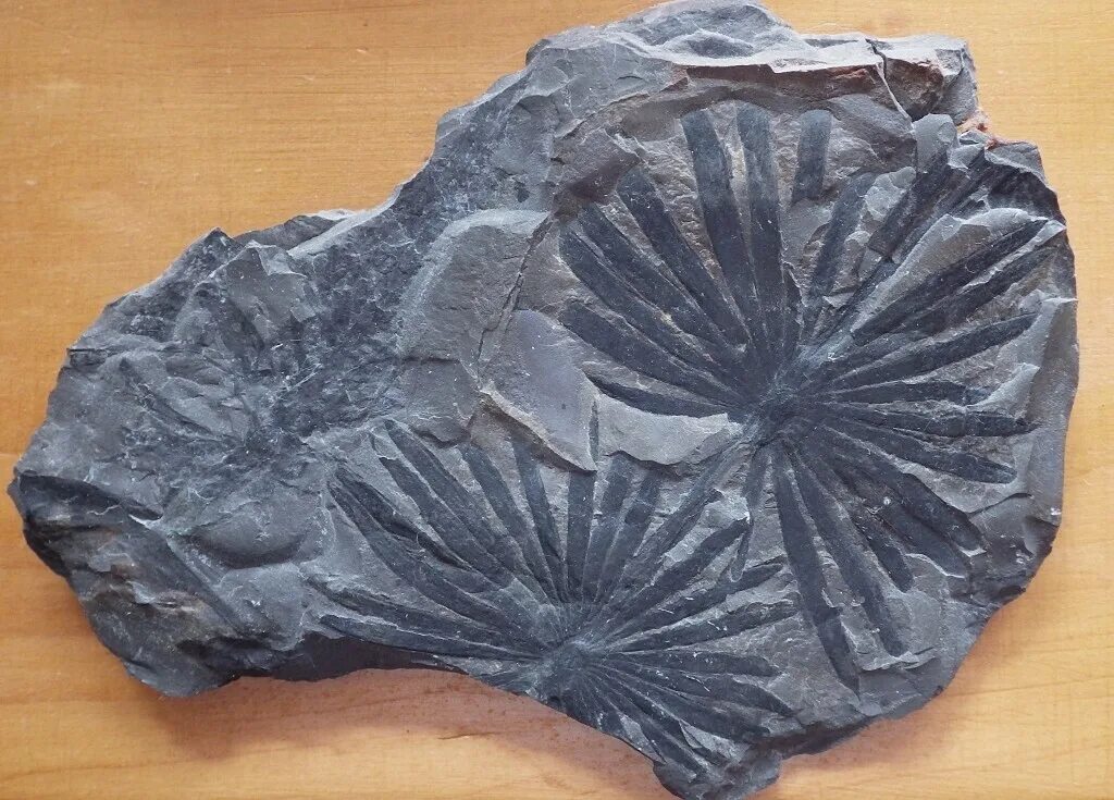 Inoriginal. Annularia Fossil. Phyllotheca. Phyllotheca campanularis. Schizoneura.