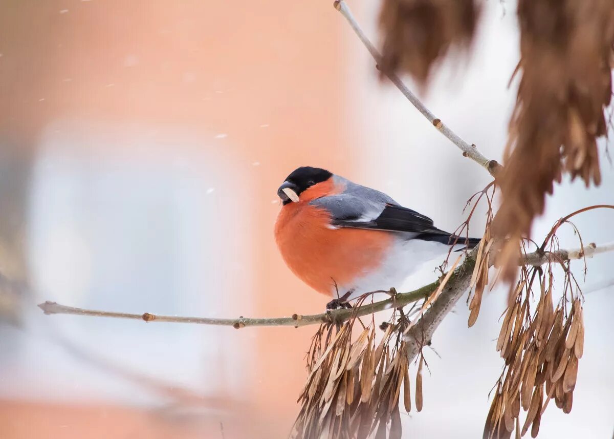 ясень птица. птичье дерево. ясень птица. птица ясень. птицы сибири дубонос.