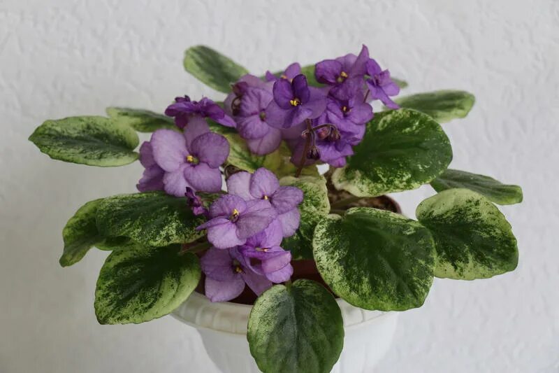 Ан река енисей фиалка. Фиалка 23-река москва. Ан река угра фиалка. Фиалка река. Фиалка река.