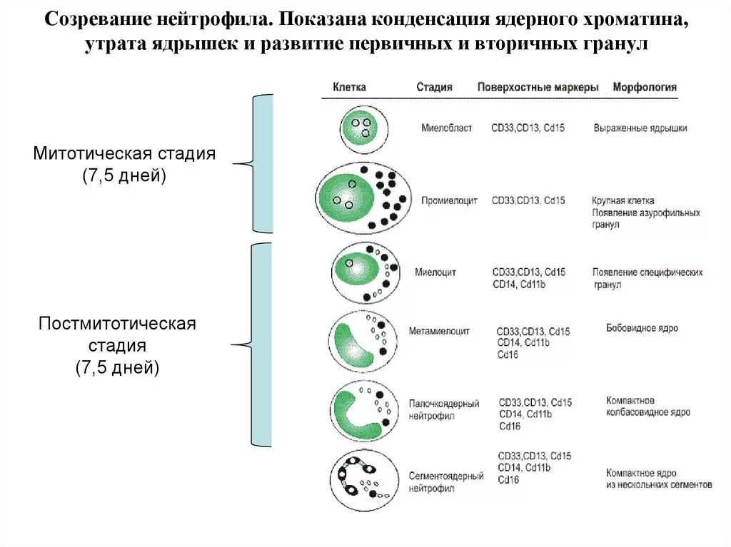 Зрелость клеток. Схема созревания нейтрофилов. Стадии дифференцировки нейтрофилов. Стадии развития нейтрофилов. Жизненный цикл нейтрофилов схема.