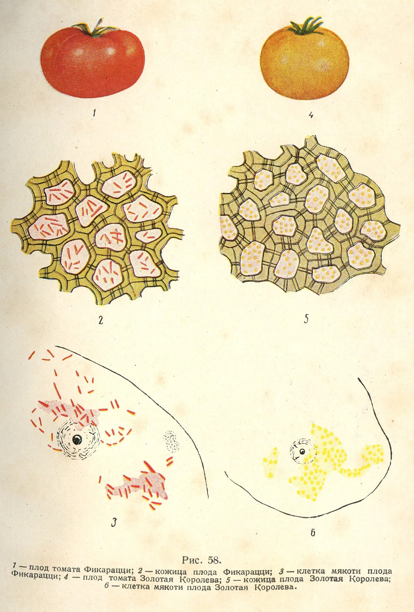 строение клетки помидора. клетки мякоти арбуза под лупой. клетки мякоти томата. клетки помидора под микроскопом. строение клетки мякоти томата.