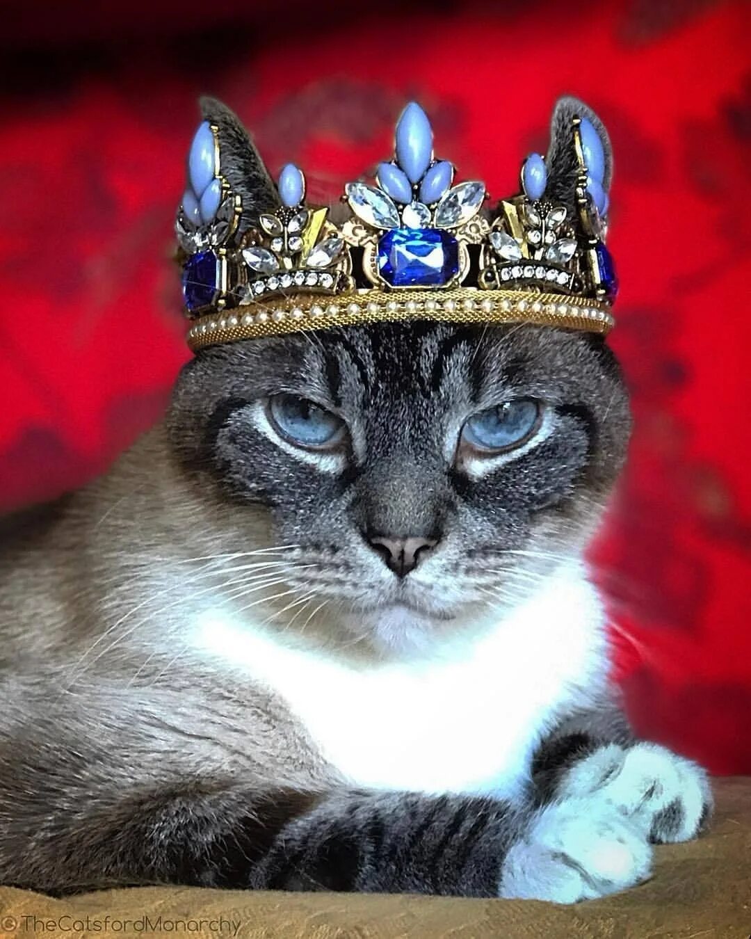 Кошечки королевы. Королевский кот. Королевские котята. Королевская порода котов. Кошка в короне.