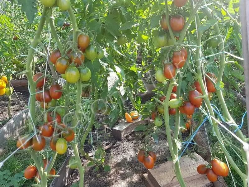 Отзыв о Семена томата Аэлита "Де барао черный" Хороший сорт, можно выращивать и 