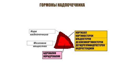 Тестостерон надпочечники