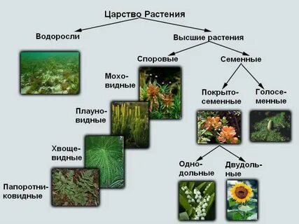 Царство растения примеры организмов