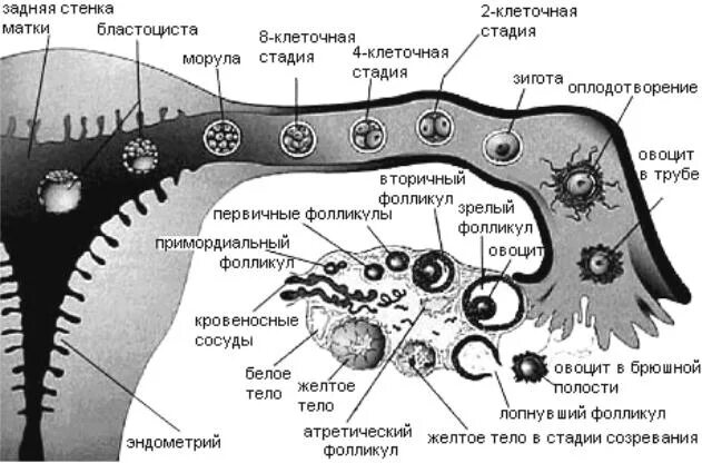 В каком яичнике происходит оплодотворение. Схема овуляции оплодотворения дробления имплантации. Оплодотворение и дробление. Опишите процесс оплодотворения. Схема процесса оплодотворения человека.