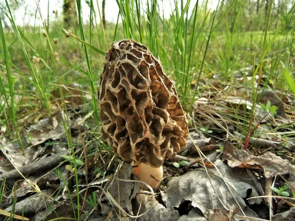 Грибы сморчки где растут и когда фото. Сморчки грибы. Сморчок Луговой. Сморчок конический. Сморчок полевой.