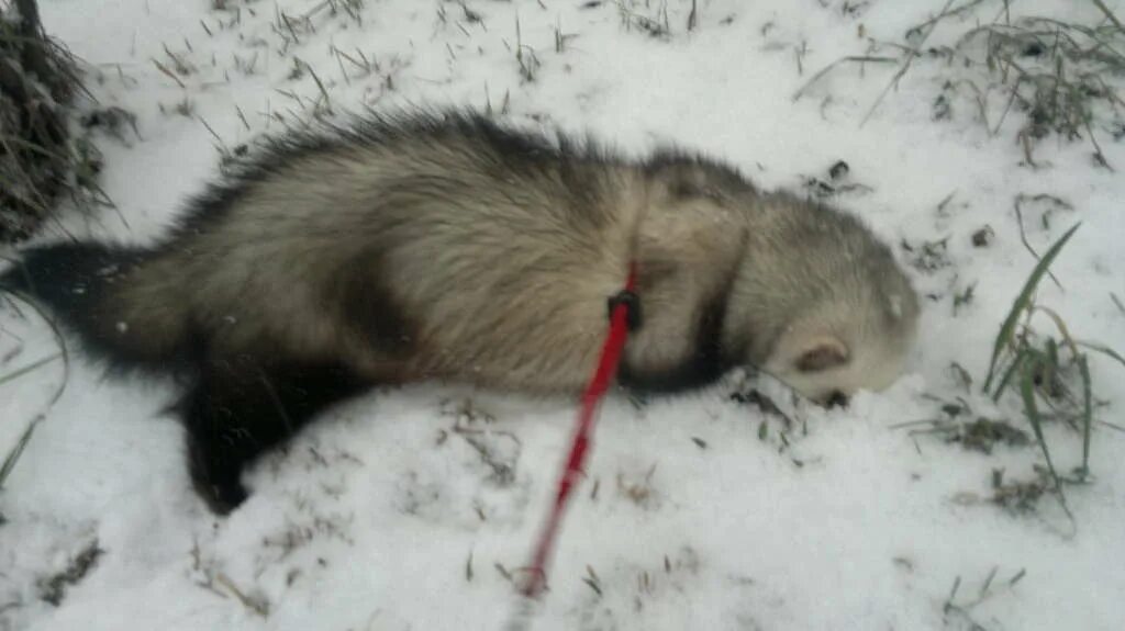 заячья заячья нора. черная американская норка. землеройка и карбыш. черная норка зверек. выроет норку.
