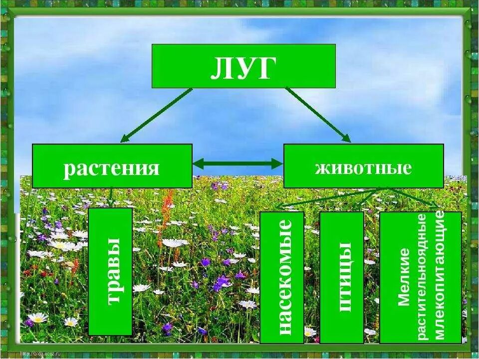 Животные и растения производители. Природное сообщество луг. Природные сообщества про лук. Природное сообщество Лу. Дег природное сообщество.