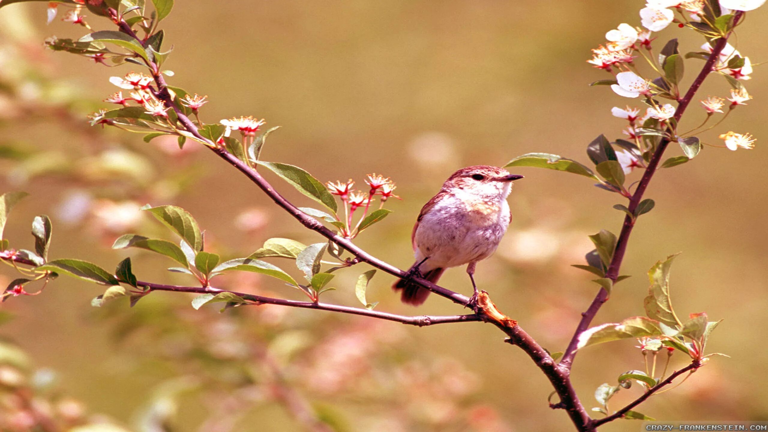 Spring scenes