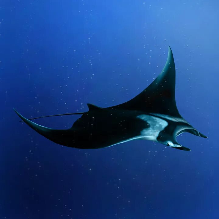 скат морской дьявол. скат морской дьявол. гигантский манта скат морской дьявол. манта рей скат. скат морской дьявол.