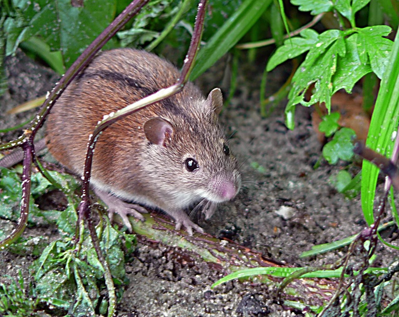 Сад мыши. Лесная мышовка Sicista betulina. Степная мышовка. Тянь Шаньская мышовка. Мышовка Степная – Sicista subtilis.