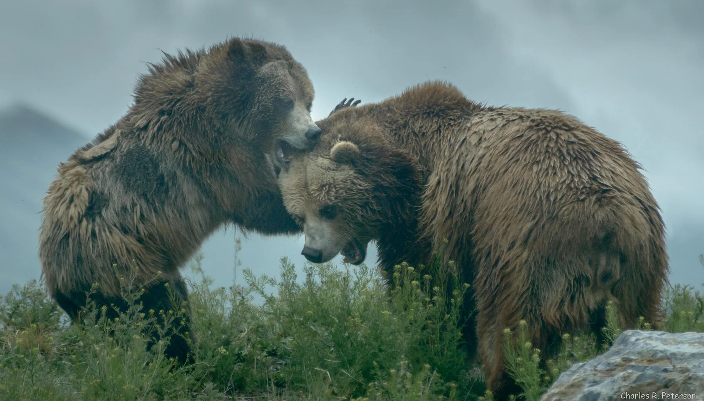 Гризли надпись. Гризли. Гризли североамериканский бурый медведь. Grizzly cms. Монтана гризли.