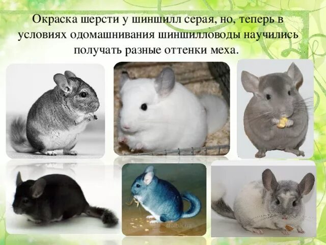 Презентация Интерактивная карта животного мира Южной Америки 7 класс - скачать б