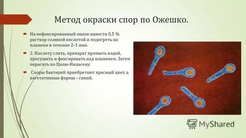 Что значит обнаружены споры. Споры бактерий методы выявления. Метод окраски спор бактерий. Методы обнаружения спор бактерий. Методы выявления спор у бактерий.