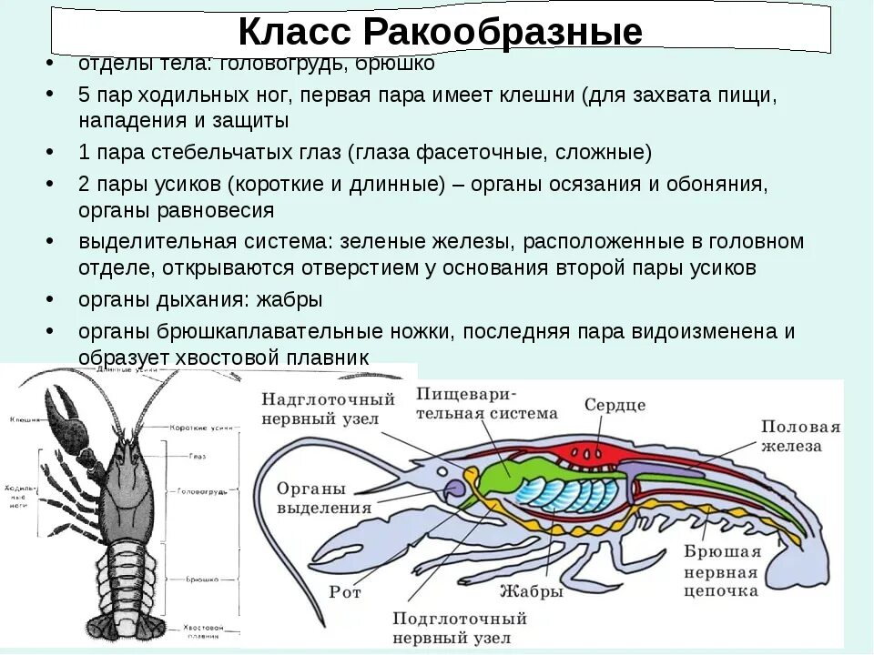 Внутреннее строение ракообразных 7 класс таблица по биологии. Характеристика строения ракообразных. Характеристики класса ракообразных 7 класс биология таблица. Особенности строения ракообразных 7. Хромосомы речного рака