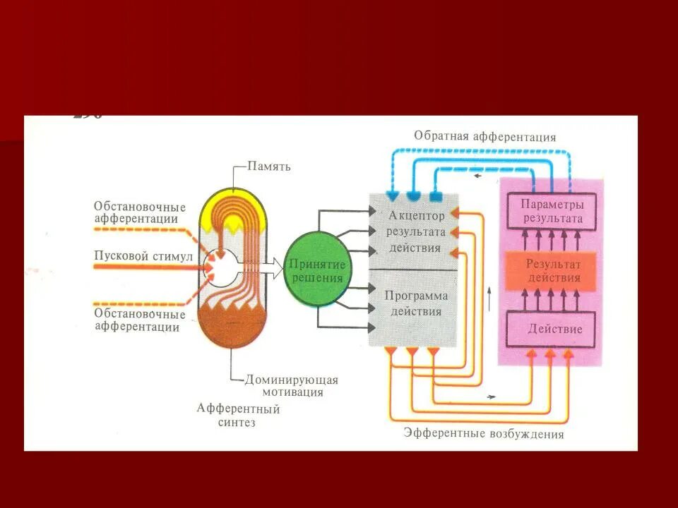 Сенсорная функциональная система. Структура функциональных систем в физиологии. Схема функциональной системы физиология. Схема функциональных систем организма физиология. Функциональная система Анохина.