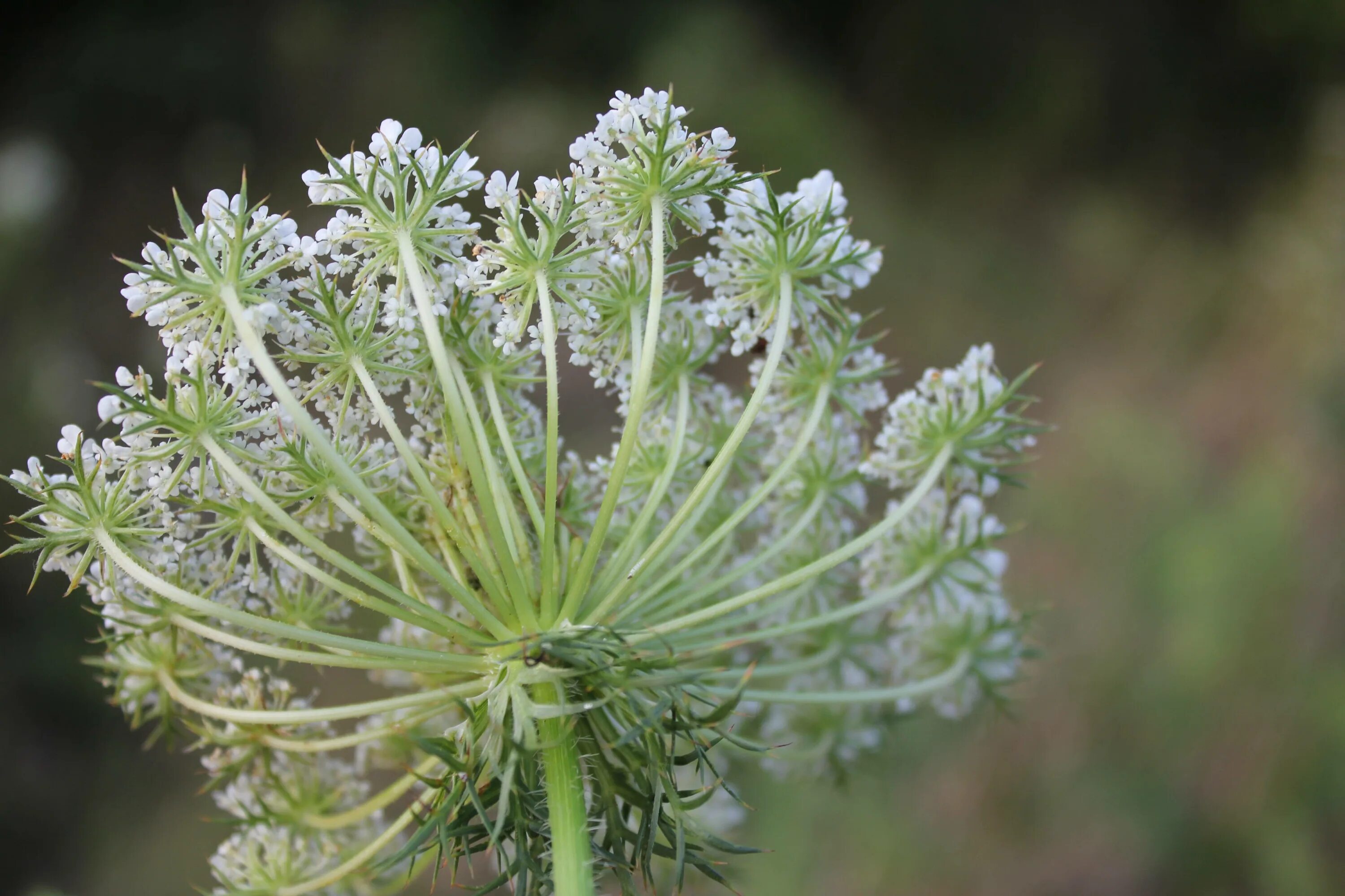 Морковь Дикая (Daucus carota). Daucus carota цветок. Соцветие дикой моркови. Цветение дикой моркови. Соцветие зонтик морковь