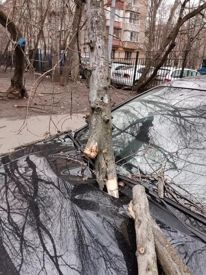 В Москве ветер повалил деревья. Упавшее дерево. Поваленное дерево. Ураган повалил деревья.