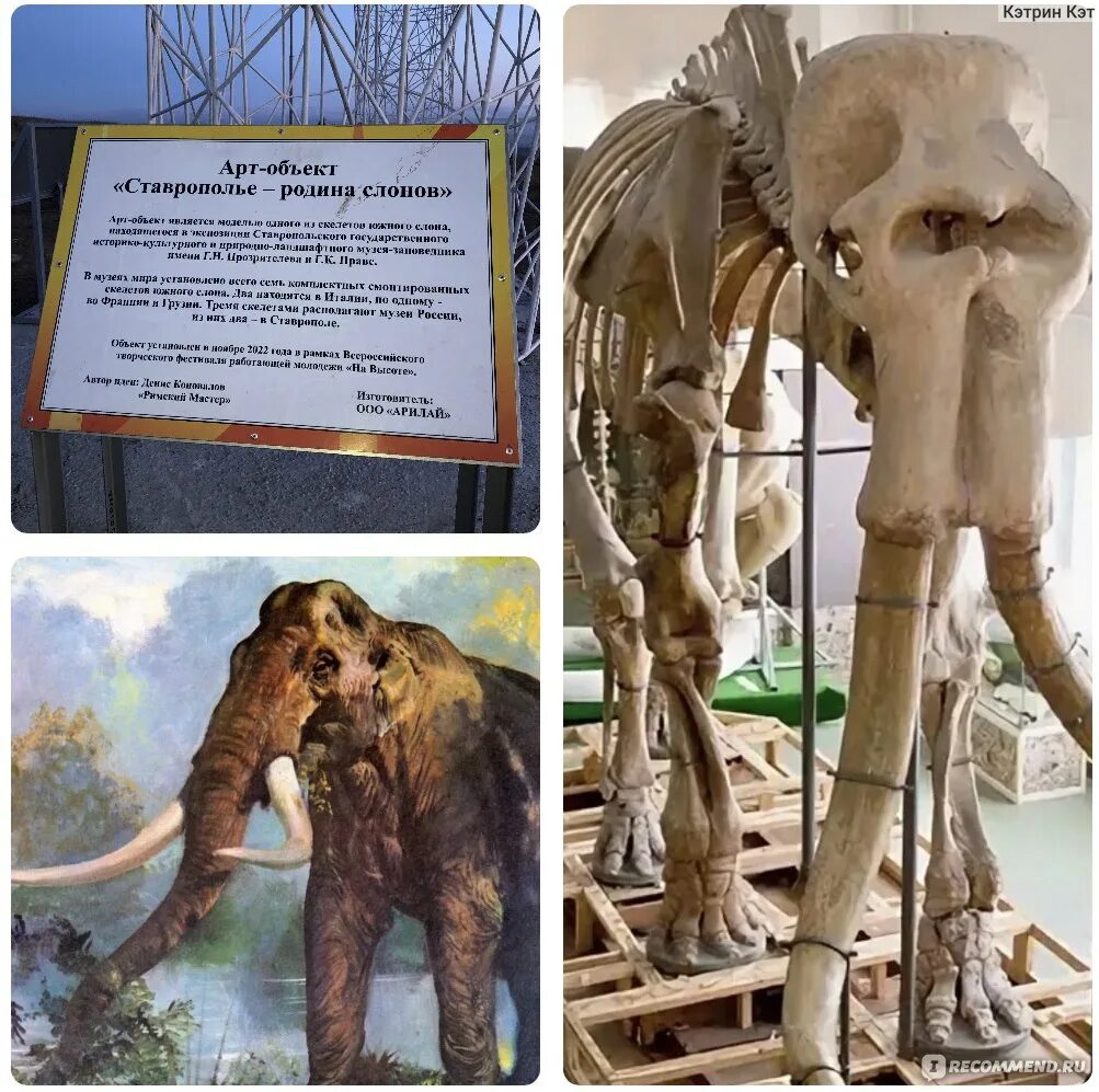 Где живет южный слон. Южный слон в музее Ставрополя. Южный слон Ставрополь арт объект. Скелет Южного слона в Ставрополе.