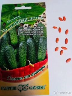 Зеленые гномики огурцы отзывы фото