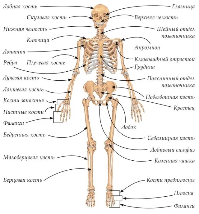 Строение человеческих костей. Скелет человека с описанием костей. Строение скелета человека анатомия. Строение костного скелета.