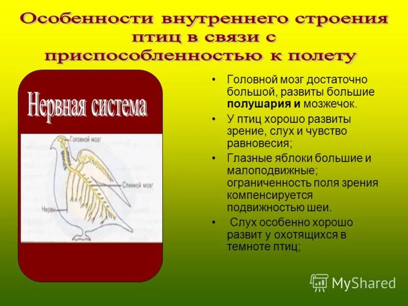 Внутреннее строение птиц в связи с полетом