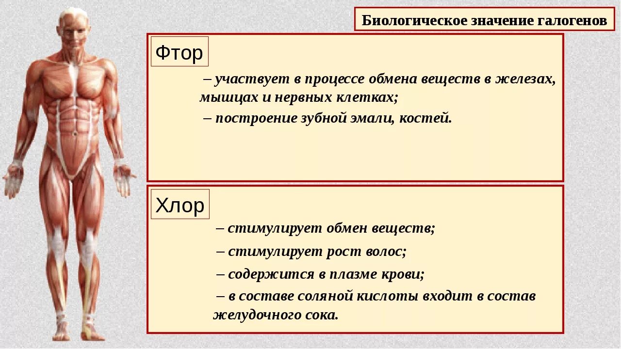 Ее биологическое значение. Ее биологическое значение