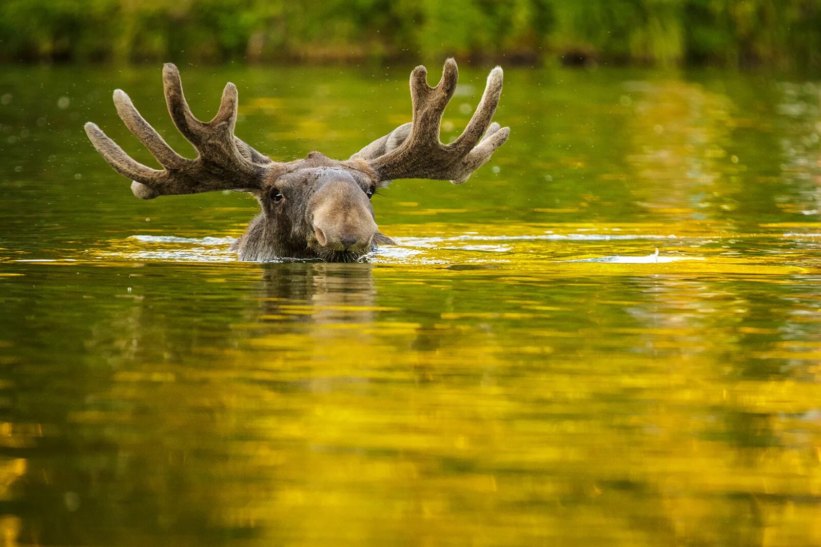 Лось плавает. Олень в воде. Лось в воде. Лось плывет