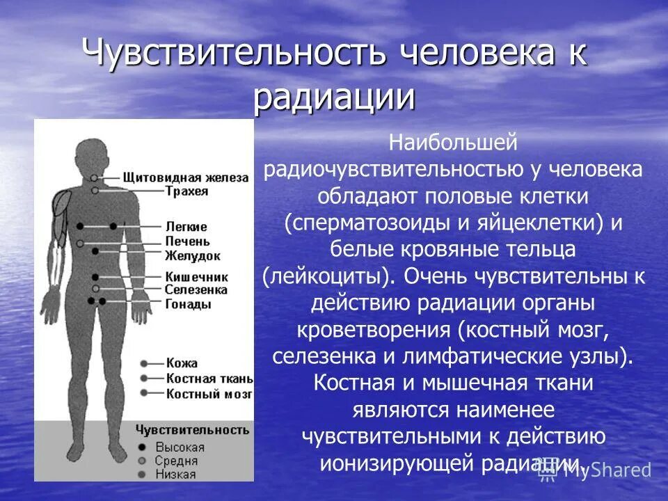 Чувствительность органов к радиации. Ткани чувствительные к радиации. Самые восприимчивые к радиации органы. Наиболее чувствительная к облучению ткань.