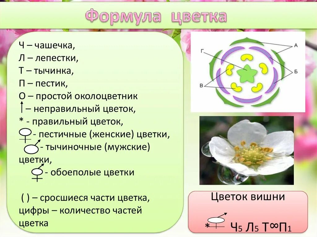 Цветок яблони правильный. Формула и диаграмма цветка яблони. Диаграмма цветка с простым околоцветником. Формула цветка яблони биология 6 класс. Диаграмма цветка вишни обыкновенной.