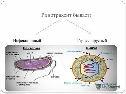 Ринотрахеит у кошек схема лечения