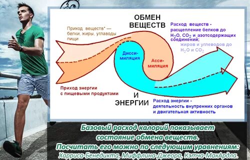 Затраты энергии в организме. Затраты ккал на поддержание организма. Расходуются в организме. Трата энергии в организме.