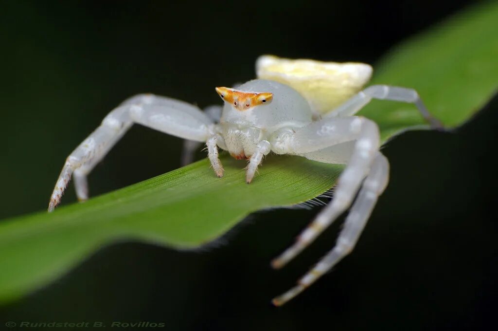 Free Images : blossom, flower, petal, insect, botany, flora, invertebrate, wildf