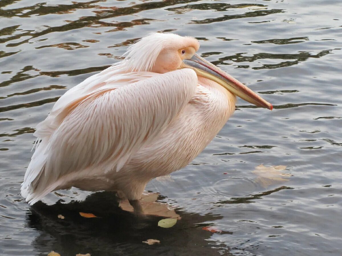 Розовый пеликан красная. Розовый Пеликан. Пеликан мешконос птица. Розовый Пеликан птица. Американский белый Пеликан.