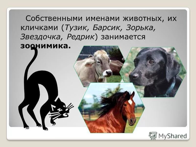 Клички животных. Урок по теме большая буква в кличках животных. Литературные герои с именем. Клички животных которые вы читали в книгах. Клички животных которые вы читали в книгах.