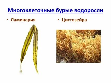 Особенности местообитания бурых водорослей