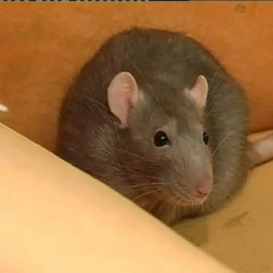 Крыса 2008. Ниуэ зодиак 1 доллар. 2008 год крысы. Год крысы 2008 год. Крыса високосный год.