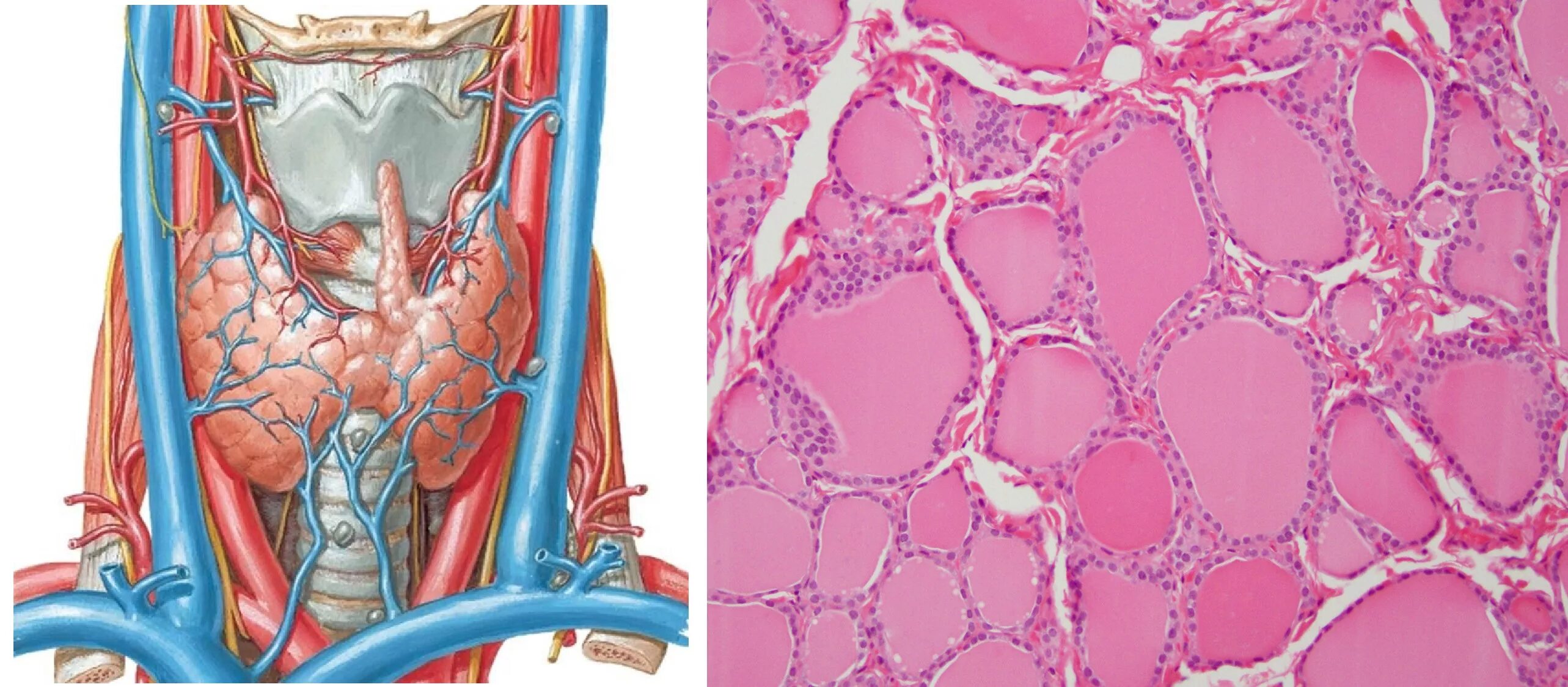 Щитовидная железа препарат анатомия. Микростроение щитовидной железы. Строение щитовидной железы на УЗИ. Анатомическое и гистологическое строение щитовидной железы..