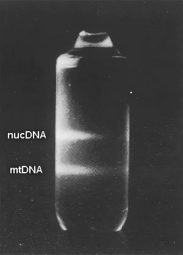 Протон градиент. Density gradient centrifugation. диффузный градиент это.